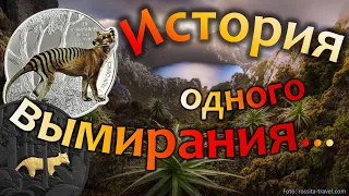 Тасманийский тигр. История одного вымирания 🦤🦤🦤