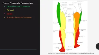 Lower Extremity Nerve Blocks Keyword Review - (Dr. Holzberger)