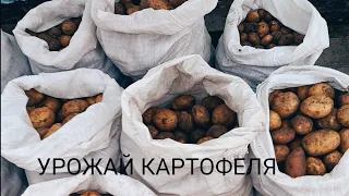 ВЫКОПАЛИ КАРТОШКУ/ НОВАЯ ПЕЧЬ ДЛЯ СКОТДВОРА СВОИМИ РУКАМИ/