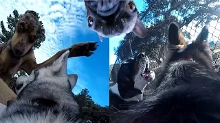 POV: Siberian Husky And German Shepherd Get BULLIED For Wearing A Gopro!