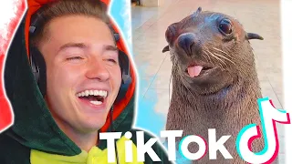 Die LUSTIGSTEN TIERE auf TIKTOK! #1