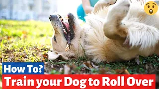 How to Train a Dog to Roll Over? Easy Yet Effective Training Method