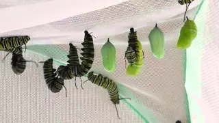 Monarch Caterpillar Behavior