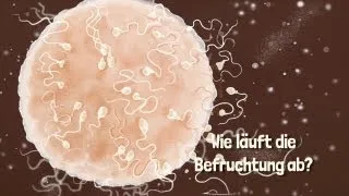 Die Befruchtung - Tipps und Ratschläge von Hebamme Iris Edenhofer