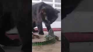 Crocodile Toy And Cat #shorts #cat #crocodile