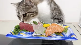 初めてお刺身を食べた猫の反応がこちら笑