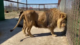 Лев Марсель танцует в честь новорожденных львят !!!