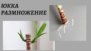 Юкка. Размножение. Верхушка дала корни. Часть 2.