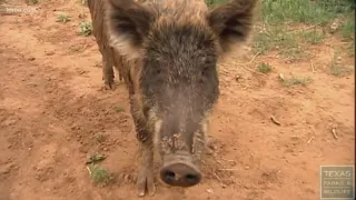 Chambers County battling feral hog numbers