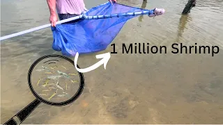 Netting THOUSANDS of tiny SHRIMP Catch and Cook | How Million Shrimp Are Caught and Processed