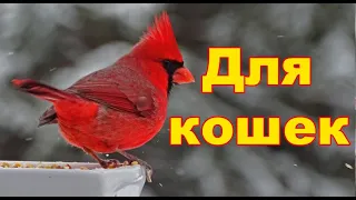 Новые Кино Для кошек и собак