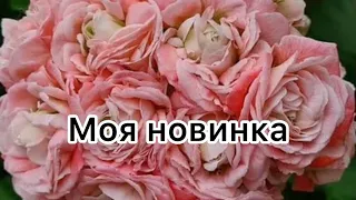 Моя новинка ЮВ-4.21  ❤️ #пеларгония #flowers #цветоводство