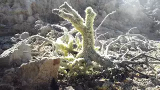 Sulfur covered little tree at a fumarole