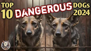 Top 10 most DANGEROUS dogs 2024