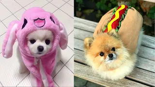 Tik Tok Chó Phốc Sóc Mini | Funny and Cute Pomeranian Videos #36