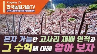 [한국농업기술TV 고사리 농사 A~Z]  EP1, 고사리 재배 혼자서 가능한 재배 면적, 평당 예상 수익, 1천평 재배시 수익은?