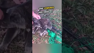 The intelligence of this little koala in bringing help to save his mother amazed everyone - Part 2