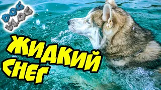 DOGVLOG: НИКОГДА НЕ ЕЗДИТЕ НА МОРЕ ОСЕНЬЮ! Хаски в шоке! Говорящая собака