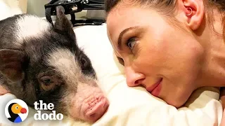 Tiny Pig Rescued by Whitney Cummings Has the Biggest Heart | The Dodo