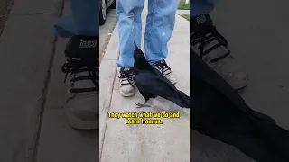 Crows are as smart as a 7 year old