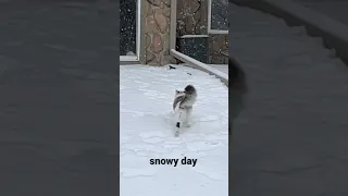 Snowy day #cat #snow