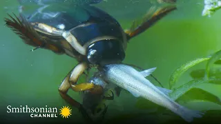 The Great Diving Beetle is an Impressive Underwater Hunter 💧 Macro Worlds | Smithsonian Channel