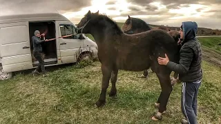 🆕 І ЗНОВУ НОВА ПОКУПКА💵, PKZ +PERCHERON 💣 / ЖЕРЕБЦІ ПО БРАБАНСОНУ НА ПРОДАЖУ 🐎 !