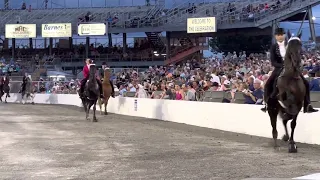 Tennessee Walking Celebration Horse Show 2022