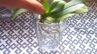 How to Save Orchids With No Roots || How I Make Orchids Without Roots Grow!
