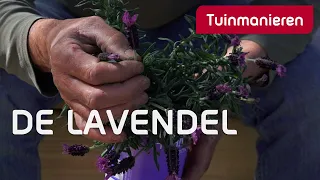 Alles over de lavendel | Tuinmanieren