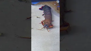 Mantis Shrimp VS Goliath Tigerfish | Which animal would you rather keep?!