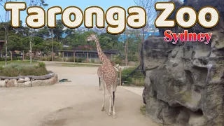 [HD] TARONGA ZOO, SYDNEY (FULL TOUR)