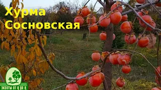 Хурма Сосновская  СВЕРХРАННИЙ сорт!