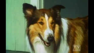 Ranger Cory Lassie (Season 13 Eps.27 Return of The Charm)