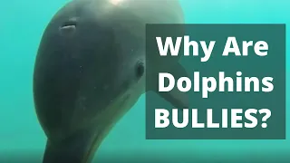 Dolphins are Bullies: 7 Shocking Reasons Why