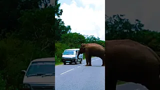 Angry elephant attack in srilanka #wild #elephant #angry #shorts