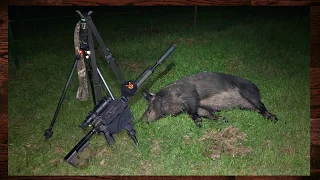 Called Boar, Skunks DOWN, Two Big Sows DOWN