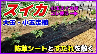 スイカの定植には100均の防草シートとすだれを敷く。小玉スイカはオベリスクが便利！　スイカの植え付け／大玉スイカ／小玉スイカ