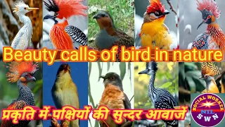 Beautiy Calls of birds in Nature ❤️🔥 ।। प्रकृति में पक्षियों की सुंदर आवाजें ❤️🔥 ।। Viral Video 🙏👍