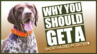 GERMAN SHORTHAIRED POINTER! 5 reasons Why YOU SHOULD GET A German Shorthaired Pointer!