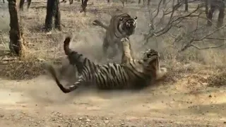 New territorial fight between two Bengal tigers at Ranthambore National Park