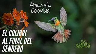 Isla Escondida, ( Orito - Colombia)  paraiso de los Colibries ( versión española)