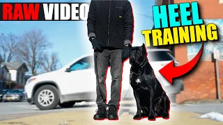 Heel Training With Cane Corso - RAW VIDEO