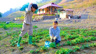 How to plant and take care of a potato garden - working every day with his wife on the farm