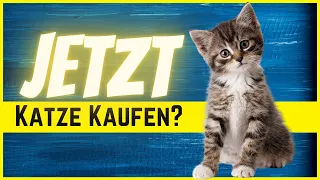 Mehr Zeit "dank" Corona - Jetzt eine Katze kaufen?