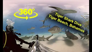 Tiger Shark Dive 360° Video #shark #sharks #360 #ocean #adventure #sharkweek #nature #vr #wildlife