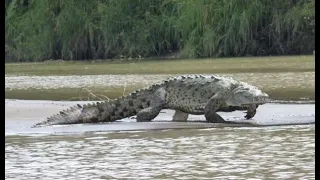 Gustave: The Killer Crocodile of Burundi - Nature’s Reality