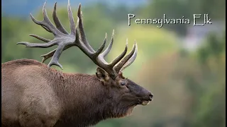 Pennsylvania Elk - Narrated - 4K