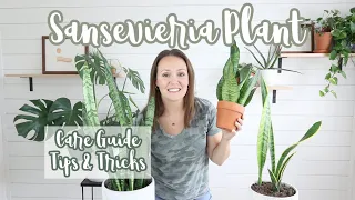 SANSEVIERIA PLANT | SANSEVIERIA PLANT GUIDE | SNAKE PLANT CARE GUIDE