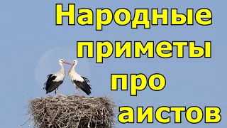 Народные приметы про аистов.